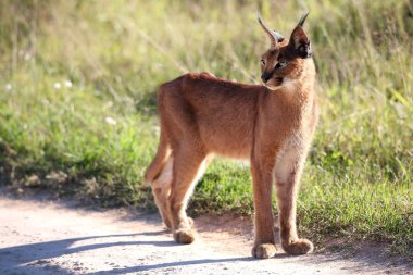 African Lynx or Caracal  clipart