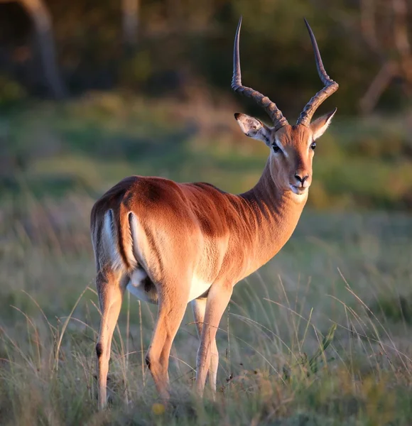 Impla antilope mâle — Photo