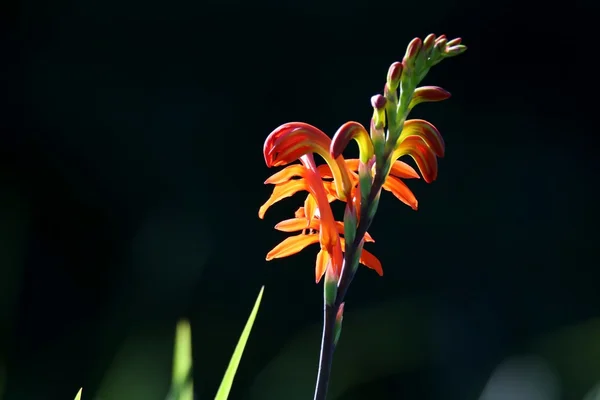 Beautiful Wild Flowers — Stock Photo, Image