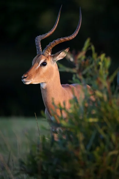 Impla Antelope Male — Stock Photo, Image