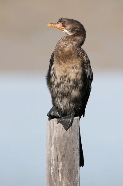 Kormoran-Seevogel — Stockfoto