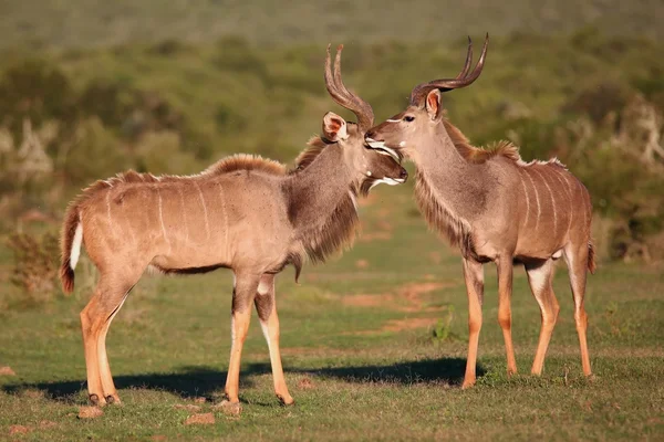 Kudu antilop möte — Stockfoto