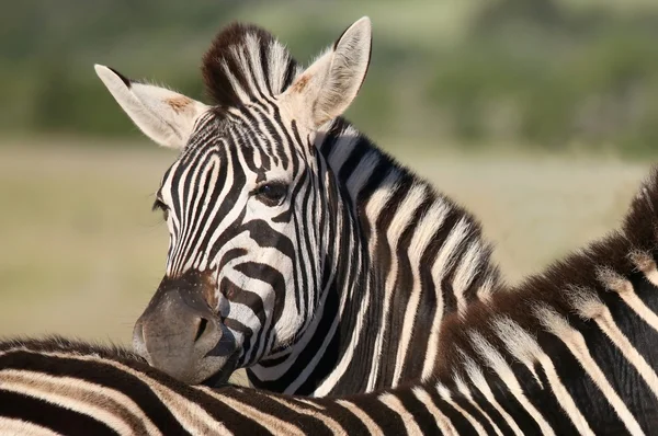 Zebra porträtt — Stockfoto