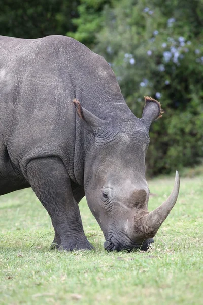 Grande rinoceronte bianco — Foto Stock