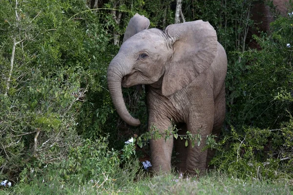 Μωρό αφρικανικός ελέφαντας — Φωτογραφία Αρχείου