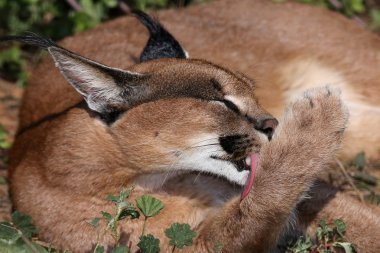 karakulak veya Afrika lynx damat