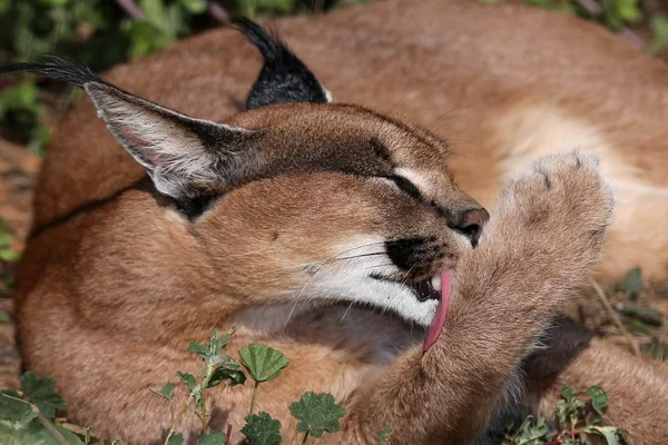 Caracal or African Lynx Grooming — Stock Photo, Image