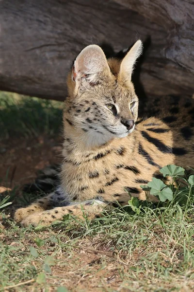 Serval yaban kedisi — Stok fotoğraf