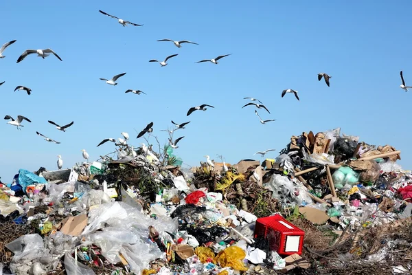 Mülldeponie und Vögel Stockbild