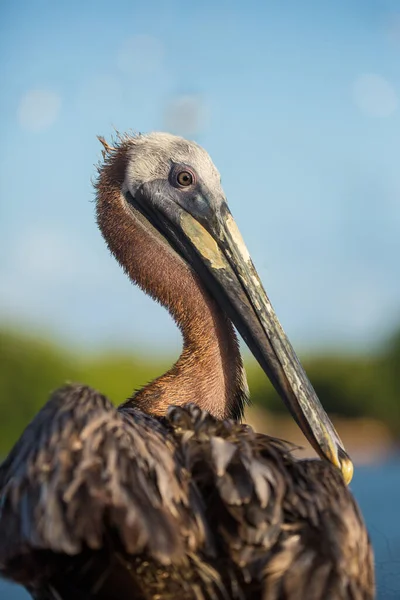 Porträtt Brun Pelikan Fågel Jamaica — Stockfoto