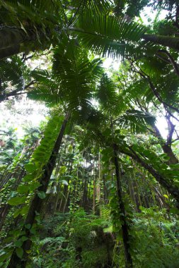 Tropikal Orman
