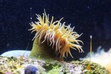 deniz anemon
