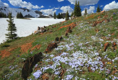 Wyoming Alpine meadows