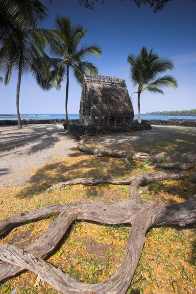 Palmer och gamla templet — Stockfoto