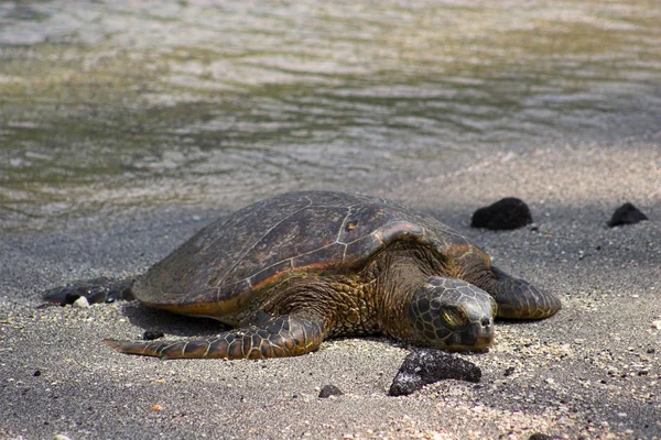 Odpoczynek żółw — Zdjęcie stockowe