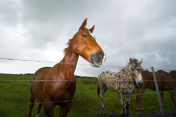 Pferde — Stockfoto