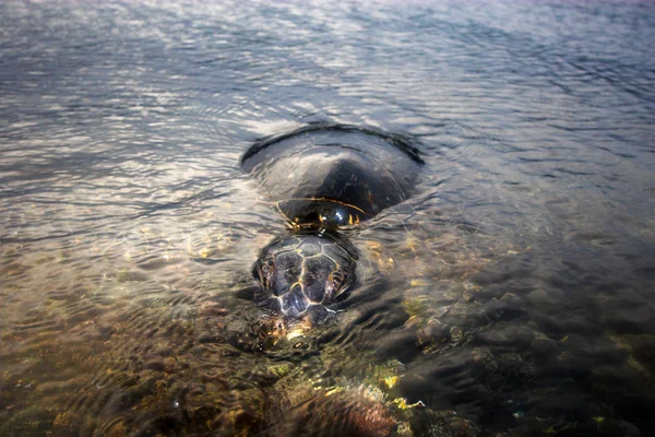 Schildpad zwemmen — Stockfoto