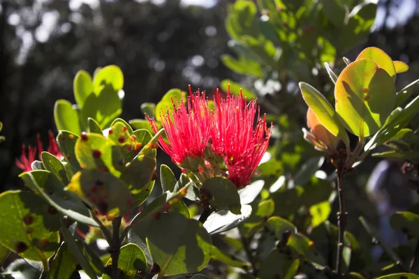 Flower blooming in Hawaii Volcanoes National Park