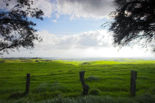 Groene velden — Stockfoto