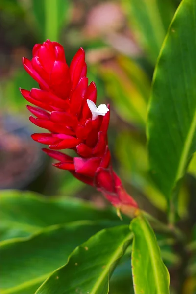 Tropische bloem — Stockfoto