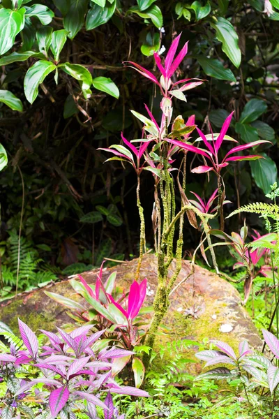 Fiore tropicale — Foto Stock