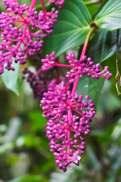 Flor tropical —  Fotos de Stock