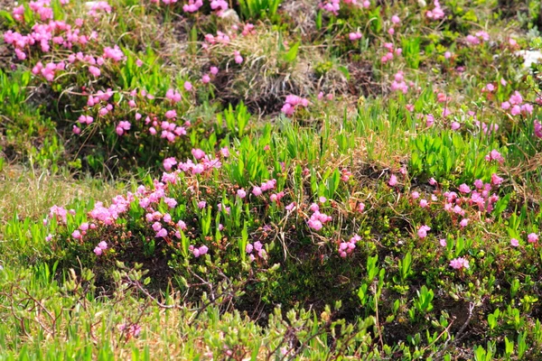 Les prairies — Photo