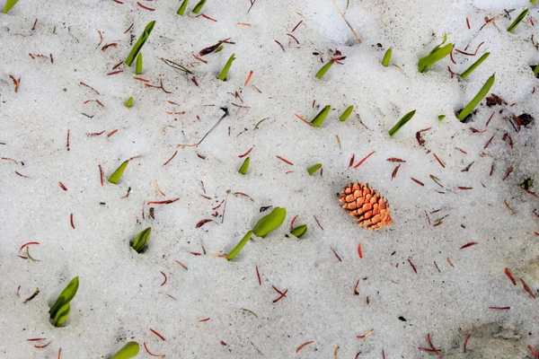 Pine Cone — Stock Photo, Image