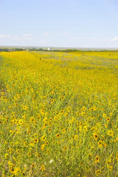 Prärie in voller Blüte — Stockfoto