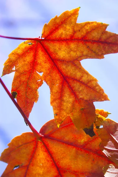 Фрагмент осінь — стокове фото