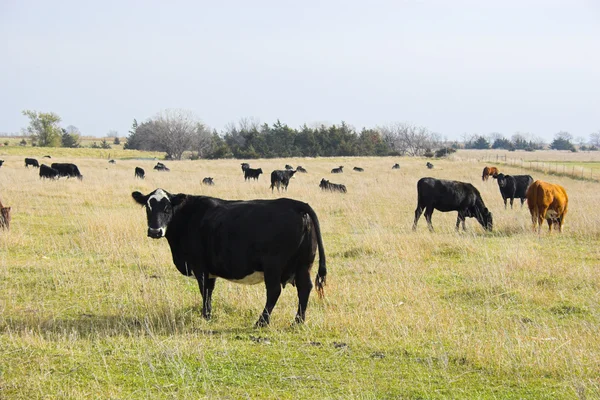 Farmscape with Cows — Stock Photo, Image