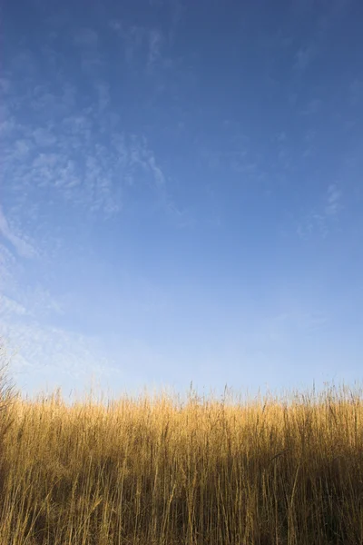 Paesaggio agricolo — Foto Stock