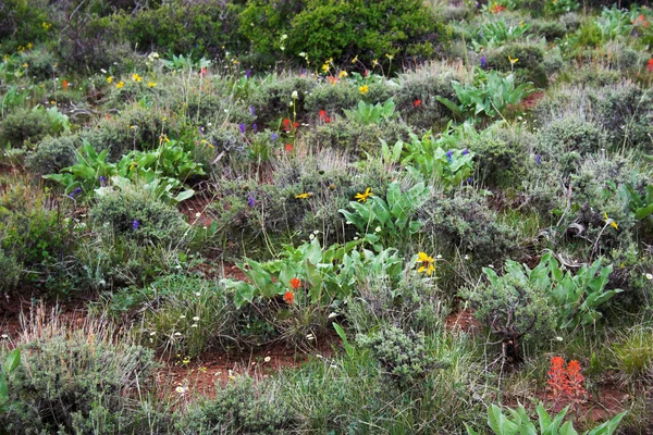 Campo de flores silvestres — Fotografia de Stock