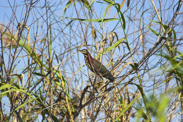 Everglades πουλί — Φωτογραφία Αρχείου
