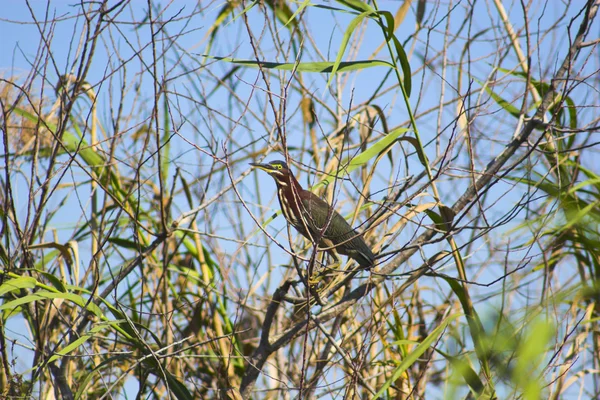 Pássaro de Everglades — Fotografia de Stock