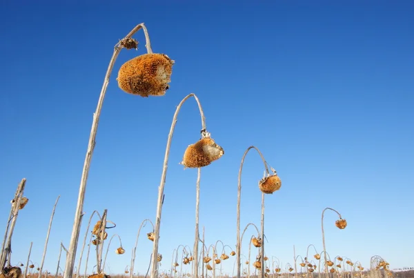 Sunflower field — Stock Photo, Image