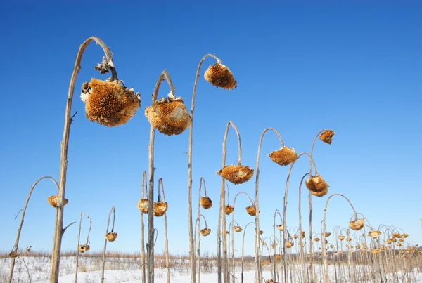 Zonnebloem veld — Stockfoto