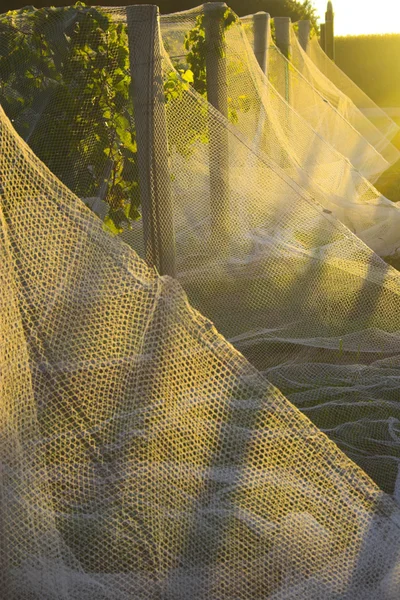 Cantina al tramonto — Foto Stock