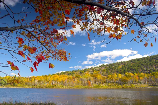 Autunno colori fogliame — Foto Stock