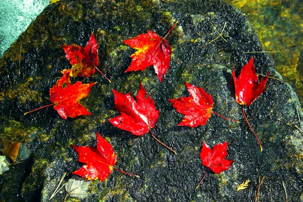 Fall gebladerte kleuren — Stockfoto