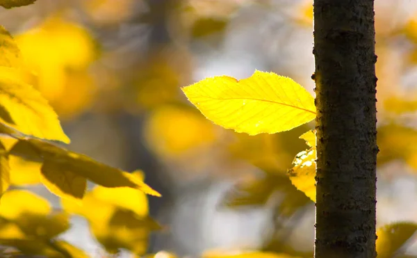 Fall gebladerte kleuren — Stockfoto