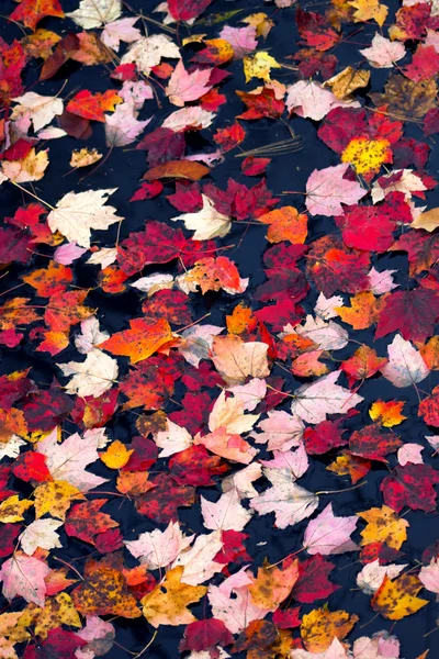 Barvy listí na podzim — Stock fotografie