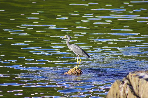 Heron balıkçılık — Stok fotoğraf