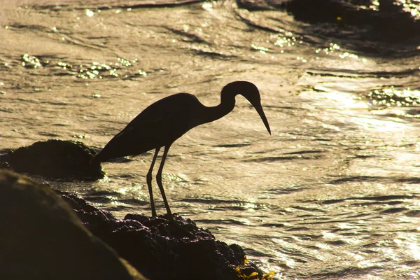 Heron balıkçılık — Stok fotoğraf