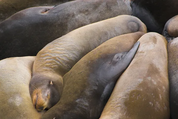 Sea lions — Stock Photo, Image