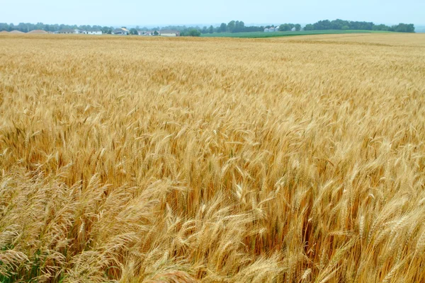 Wheat field — Stock Photo, Image