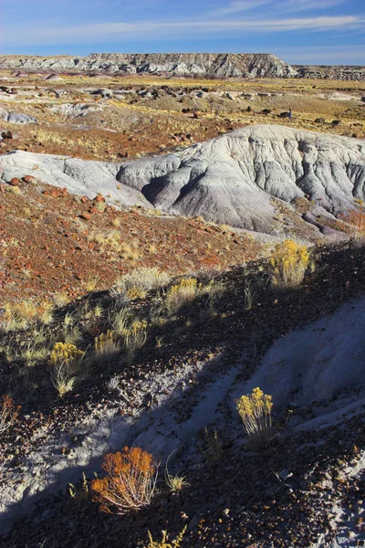 Petrified forest — Stockfoto