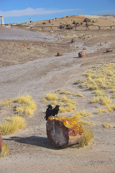 Petrified forest — Stock Photo, Image