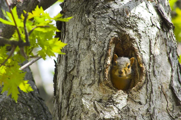 Squirrel in a tree — Stock Photo, Image