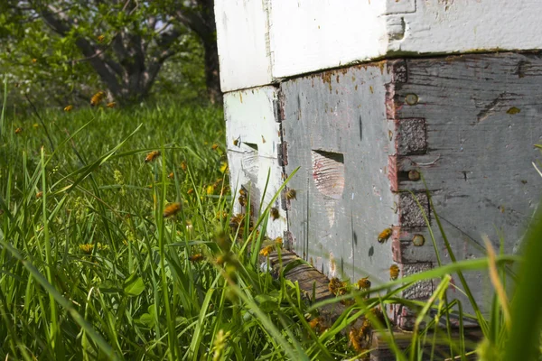 Bee hive — Stock Photo, Image